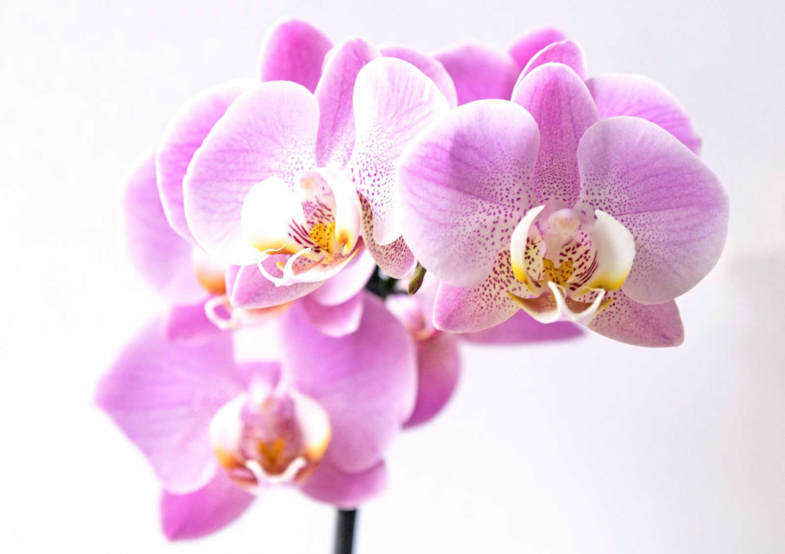 Nikon D5300 sample photo. Flower, blossom, bloom photography