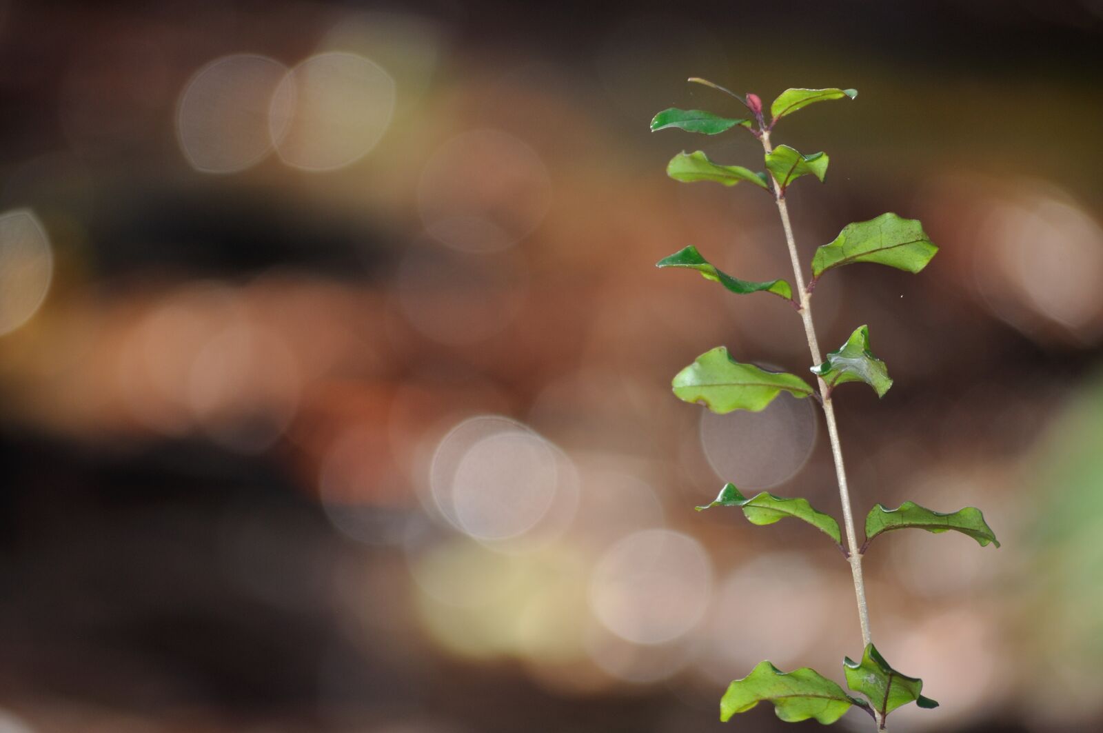 Nikon D5000 sample photo. Bokeh, twig, plant photography