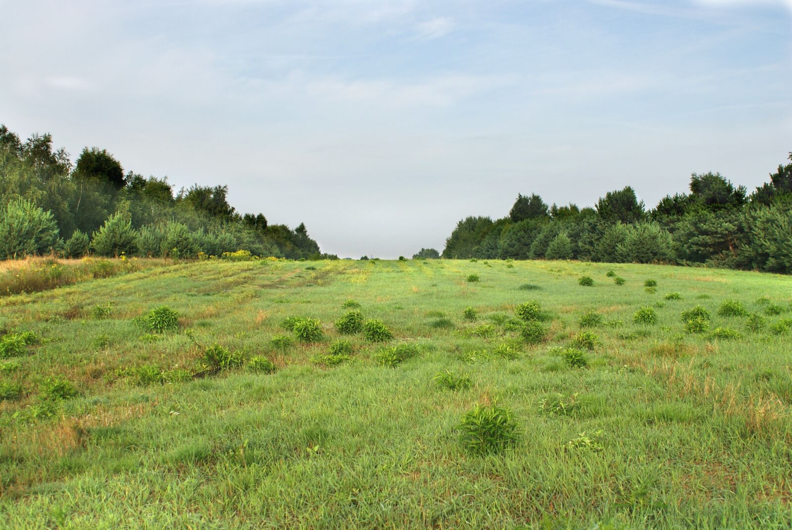 Sony Alpha DSLR-A200 sample photo. Meadow, forest, tree photography