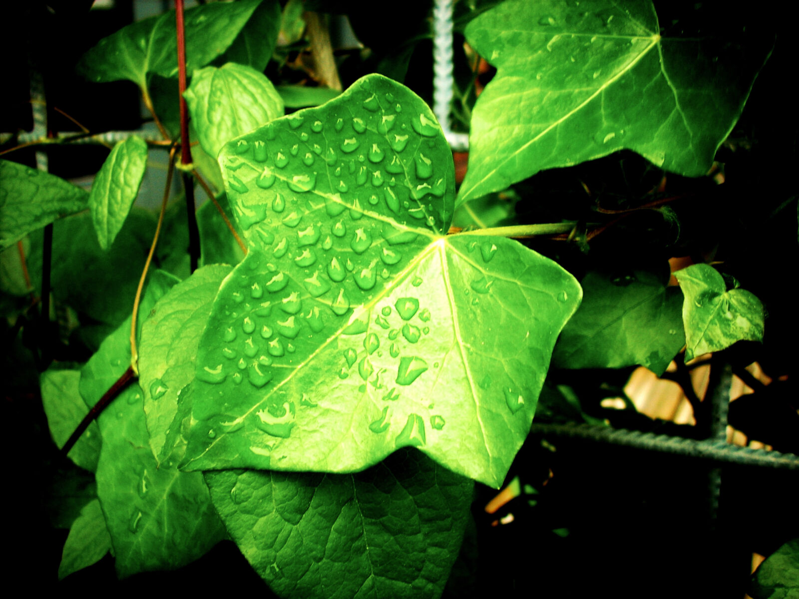 Nikon COOLPIX L10 sample photo. Rainy, plant, leaves, rain photography