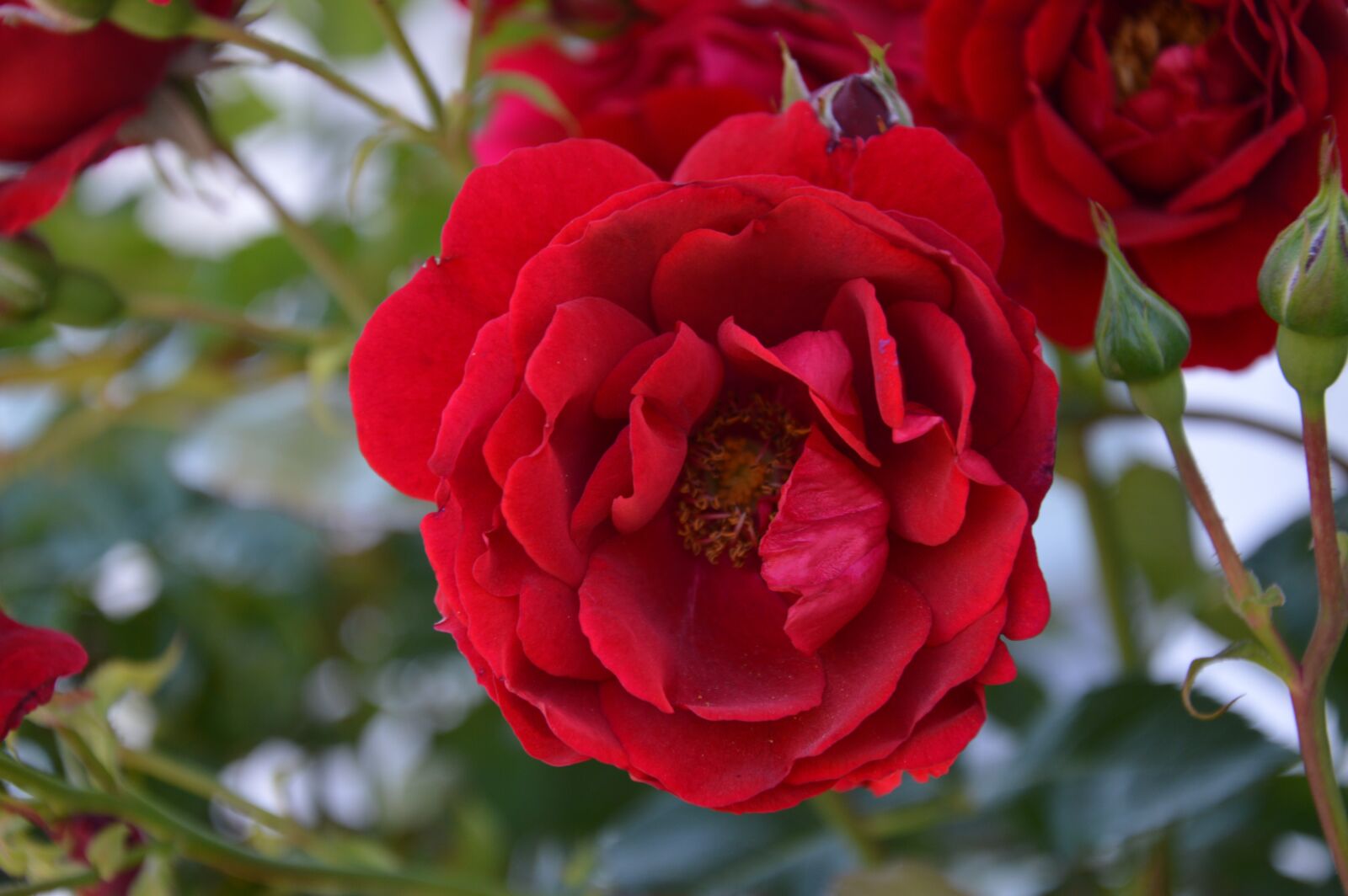 Nikon D3200 sample photo. Flower, closeup, sweden photography