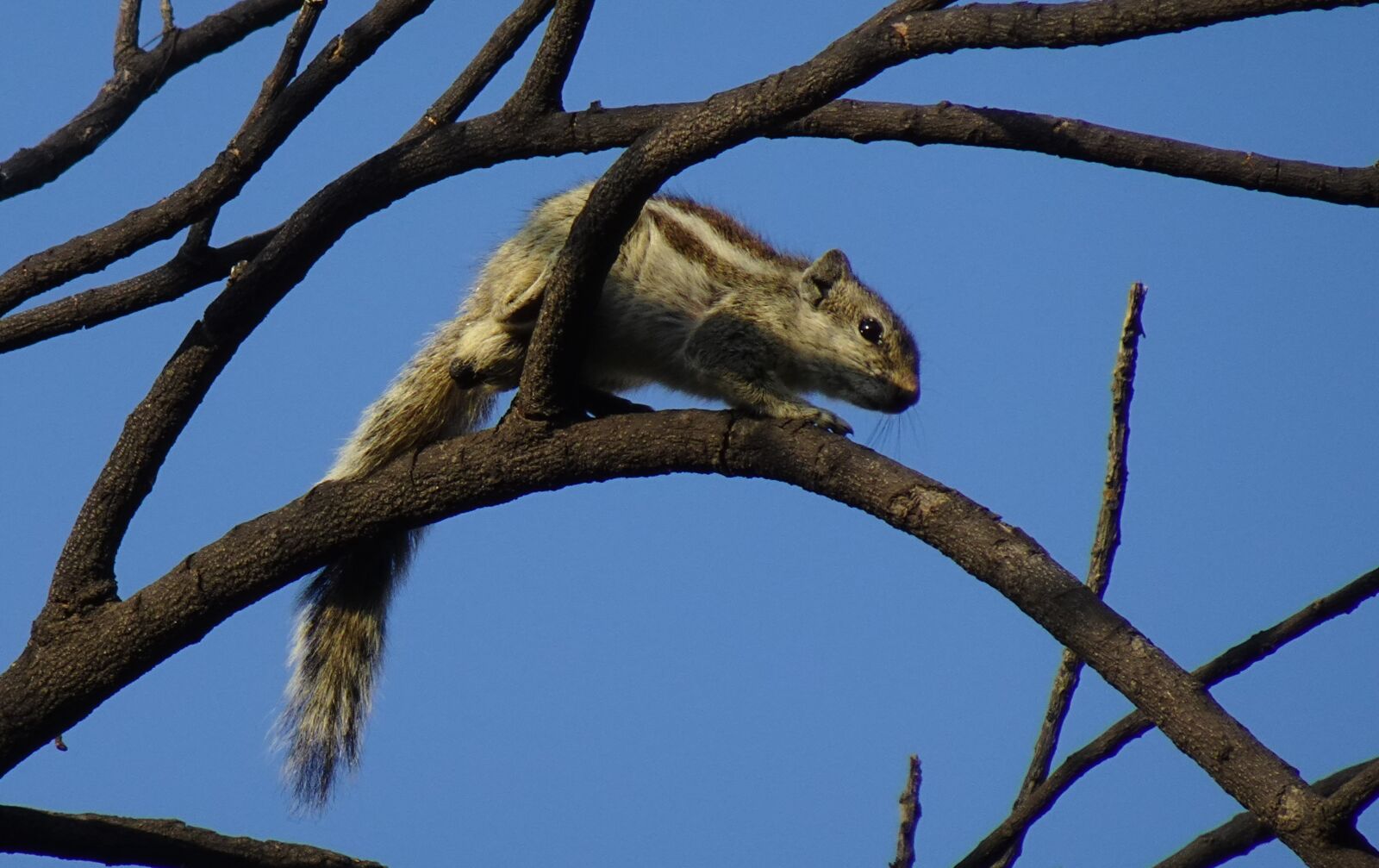 Sony DSC-WX800 sample photo. Squirrel, indian palm squirrel photography