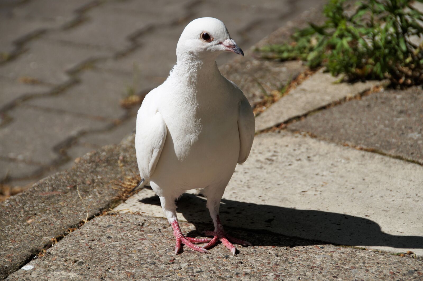 Sony SLT-A58 sample photo. Pigeon, dove, white photography