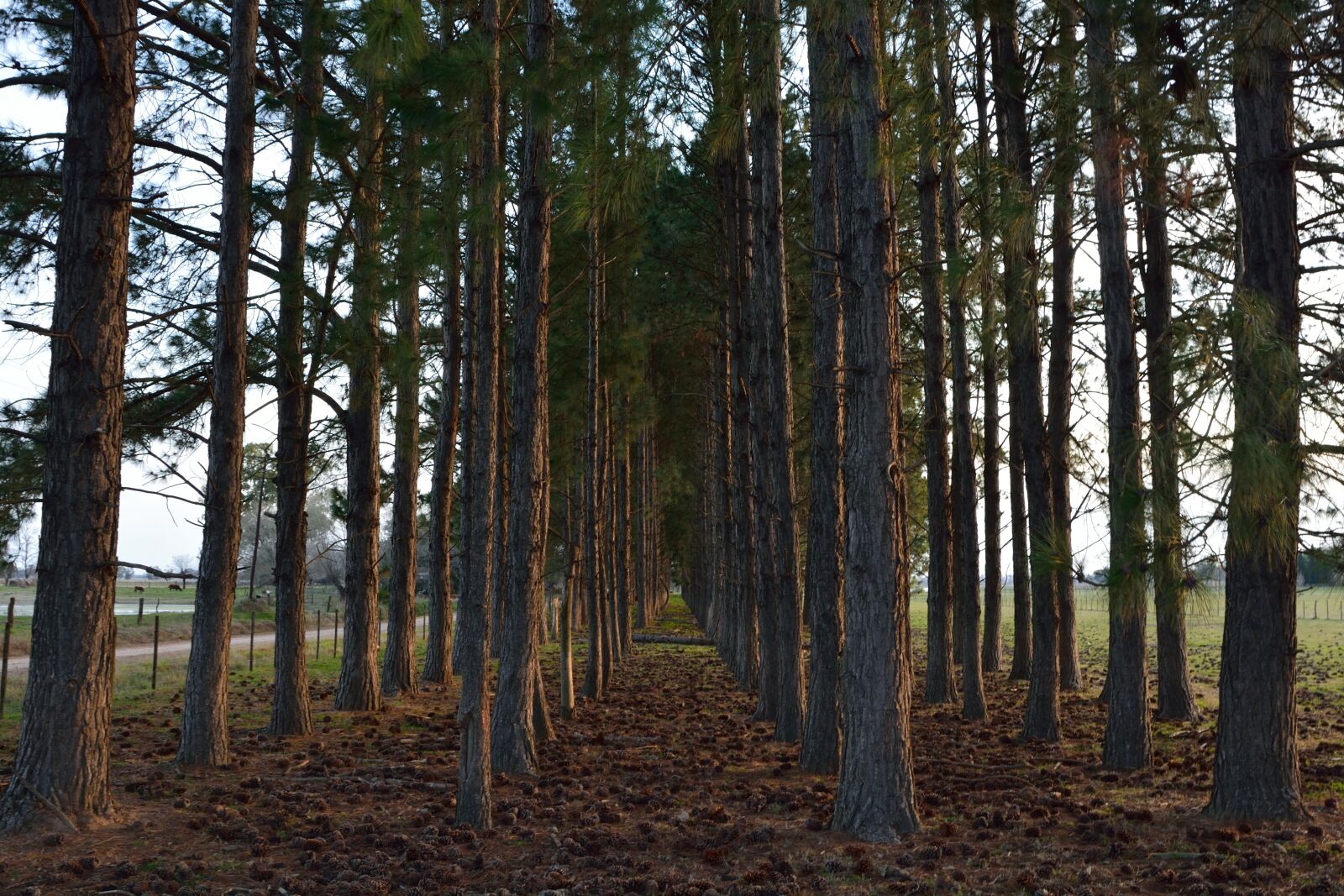 Nikon D5200 sample photo. Forest, landscape, tree photography