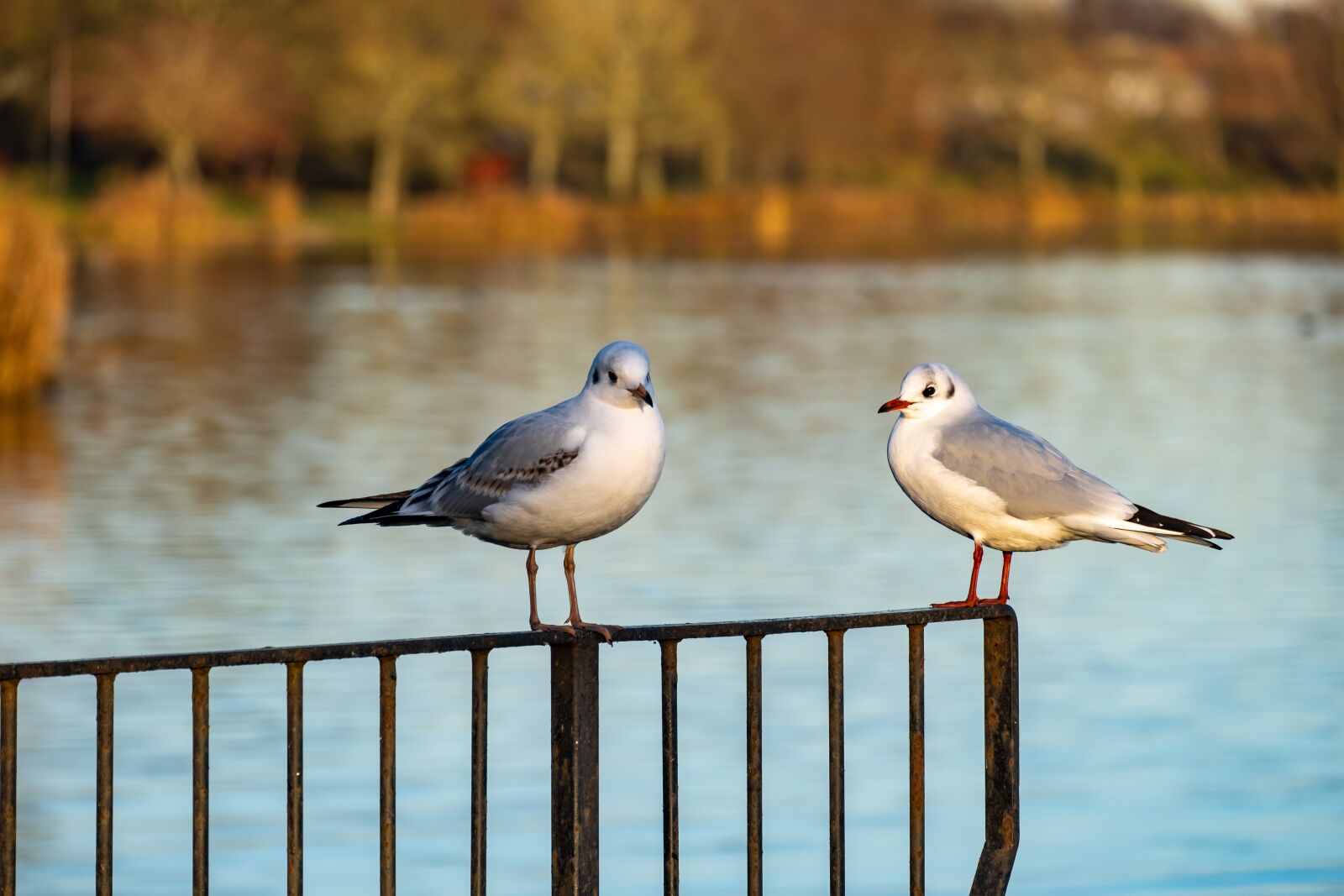 Fujifilm X-T3 sample photo. Birds, lake, scotland photography