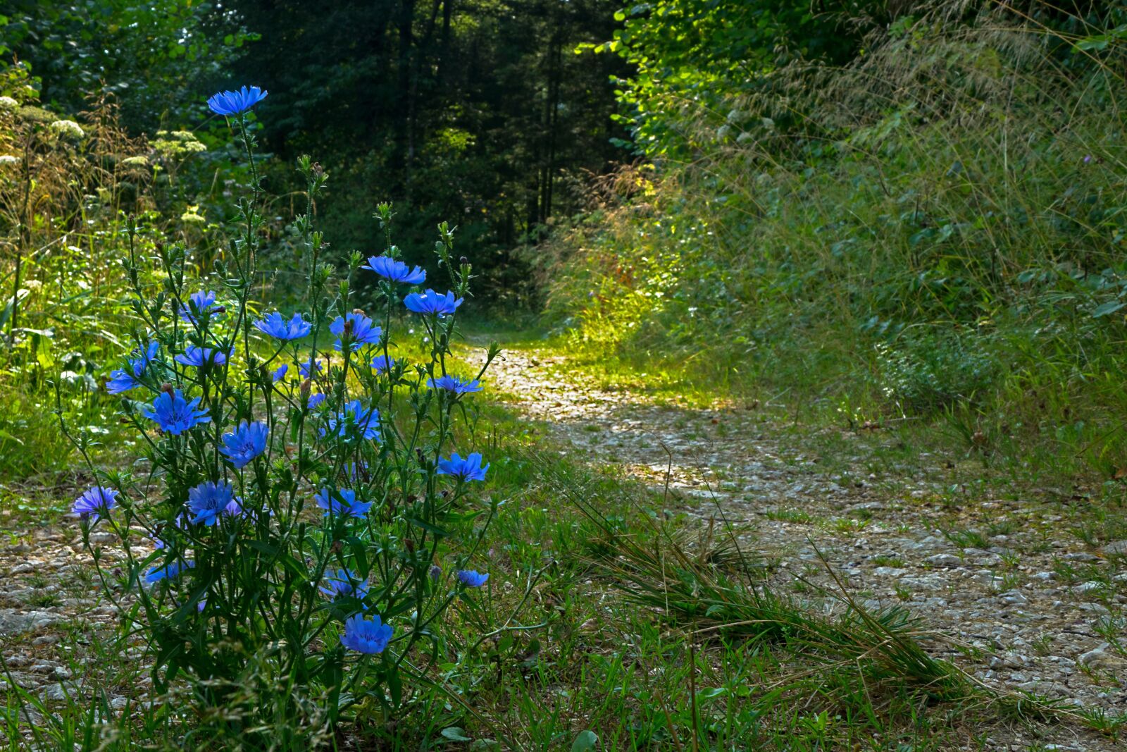 24-200mm F2.8 sample photo. Chicory, away, trail photography