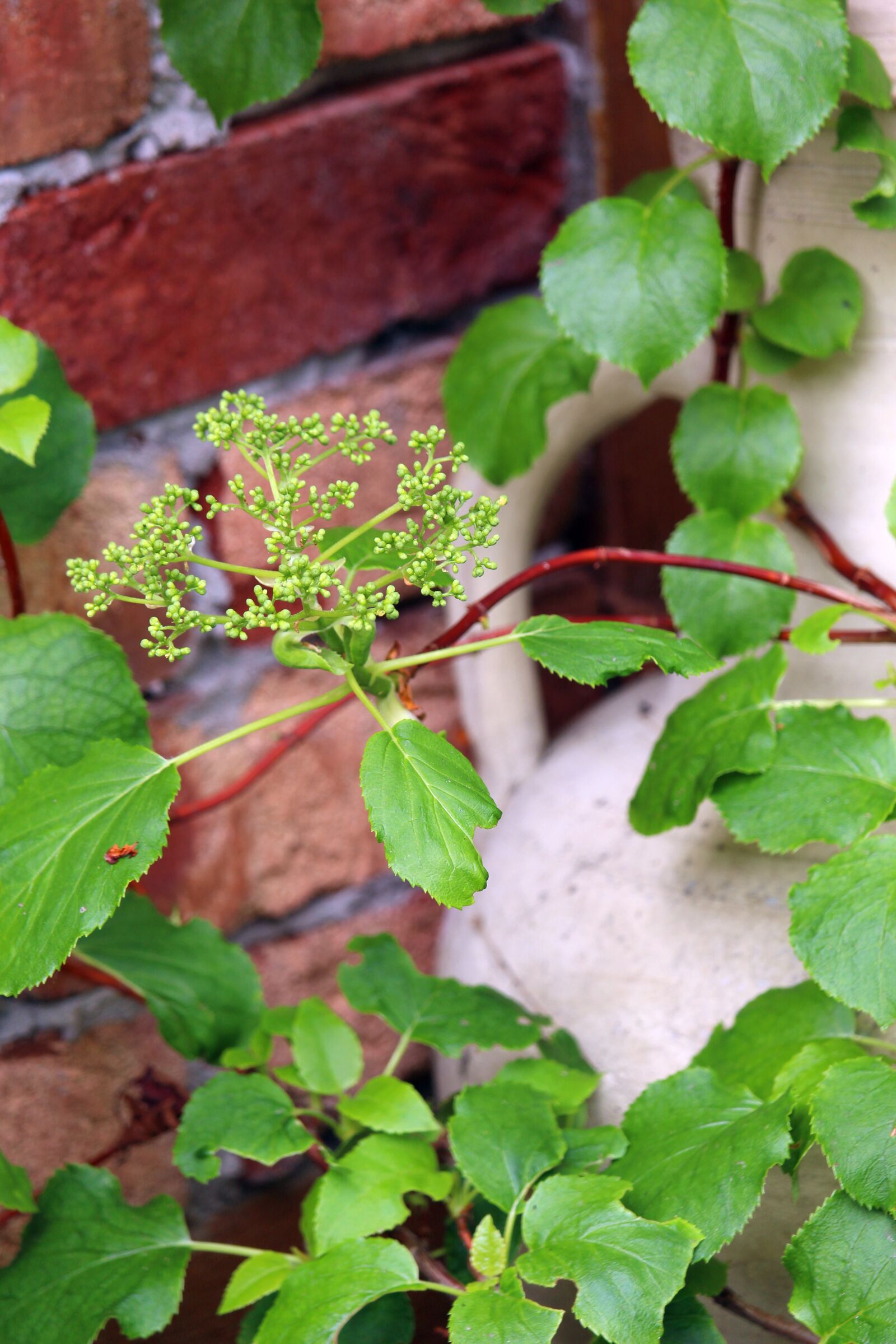Canon EOS 700D (EOS Rebel T5i / EOS Kiss X7i) sample photo. Terracotta, krug, brick photography