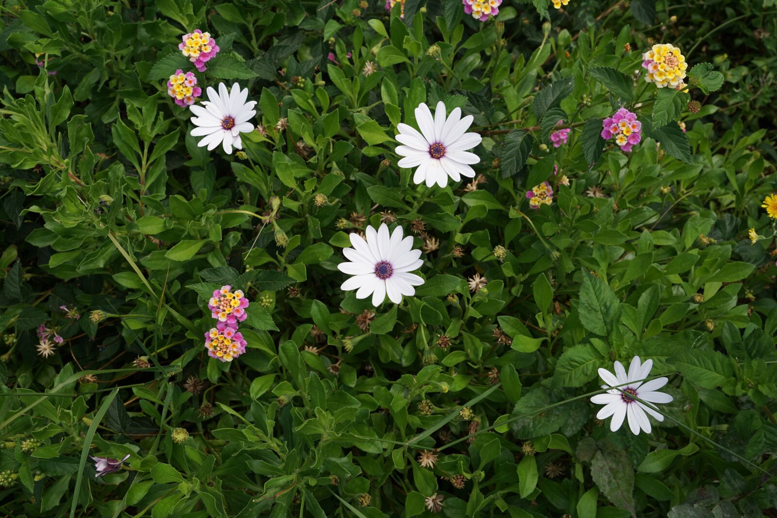Sony FE 24-240mm F3.5-6.3 OSS sample photo. Plant, flower, flora photography