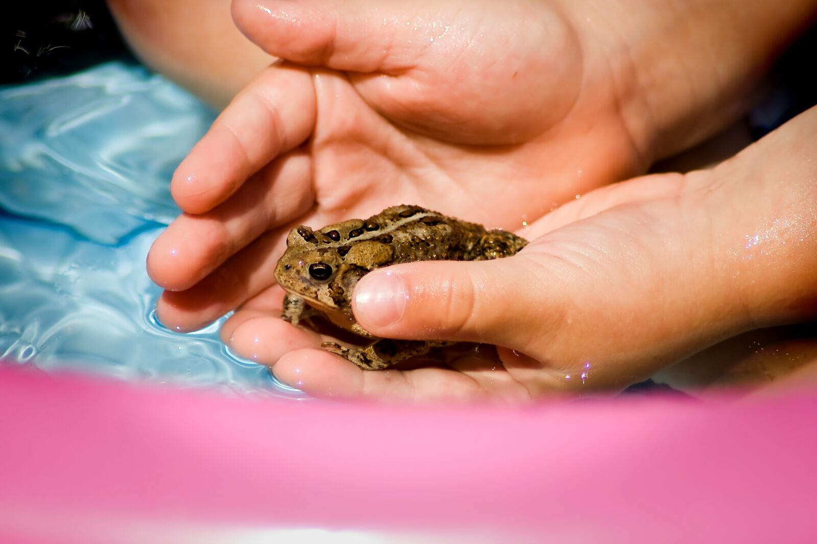 Canon EOS 400D (EOS Digital Rebel XTi / EOS Kiss Digital X) sample photo. Toad, hands, water photography