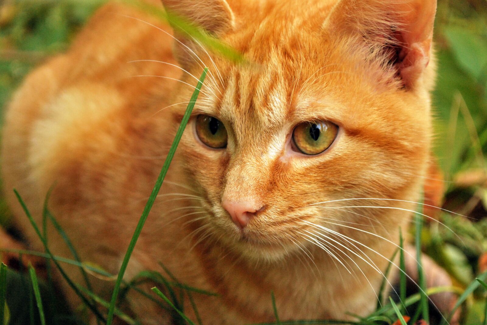 Nikon D60 sample photo. Cat, cats, animals photography