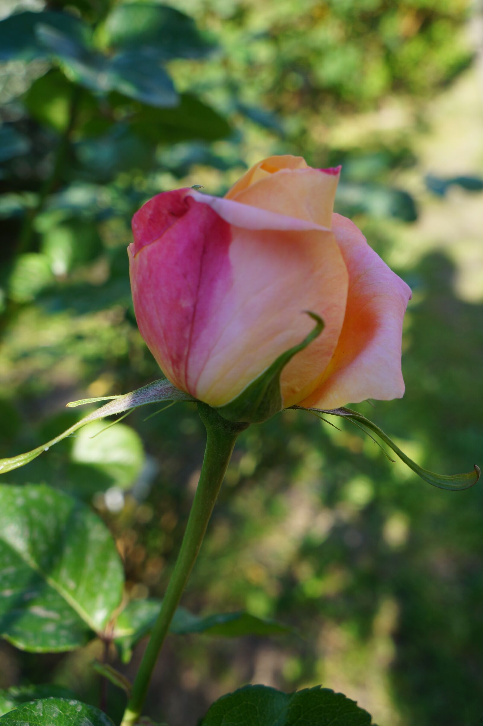 Sony Alpha a3000 sample photo. Pink, roses, bloom photography