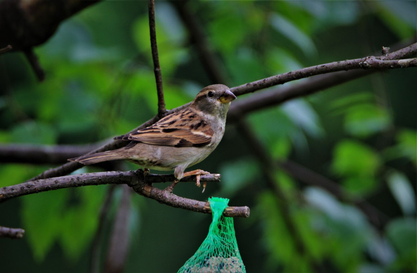 Tamron SP 150-600mm F5-6.3 Di VC USD sample photo. Sparrow, bird, songbird photography
