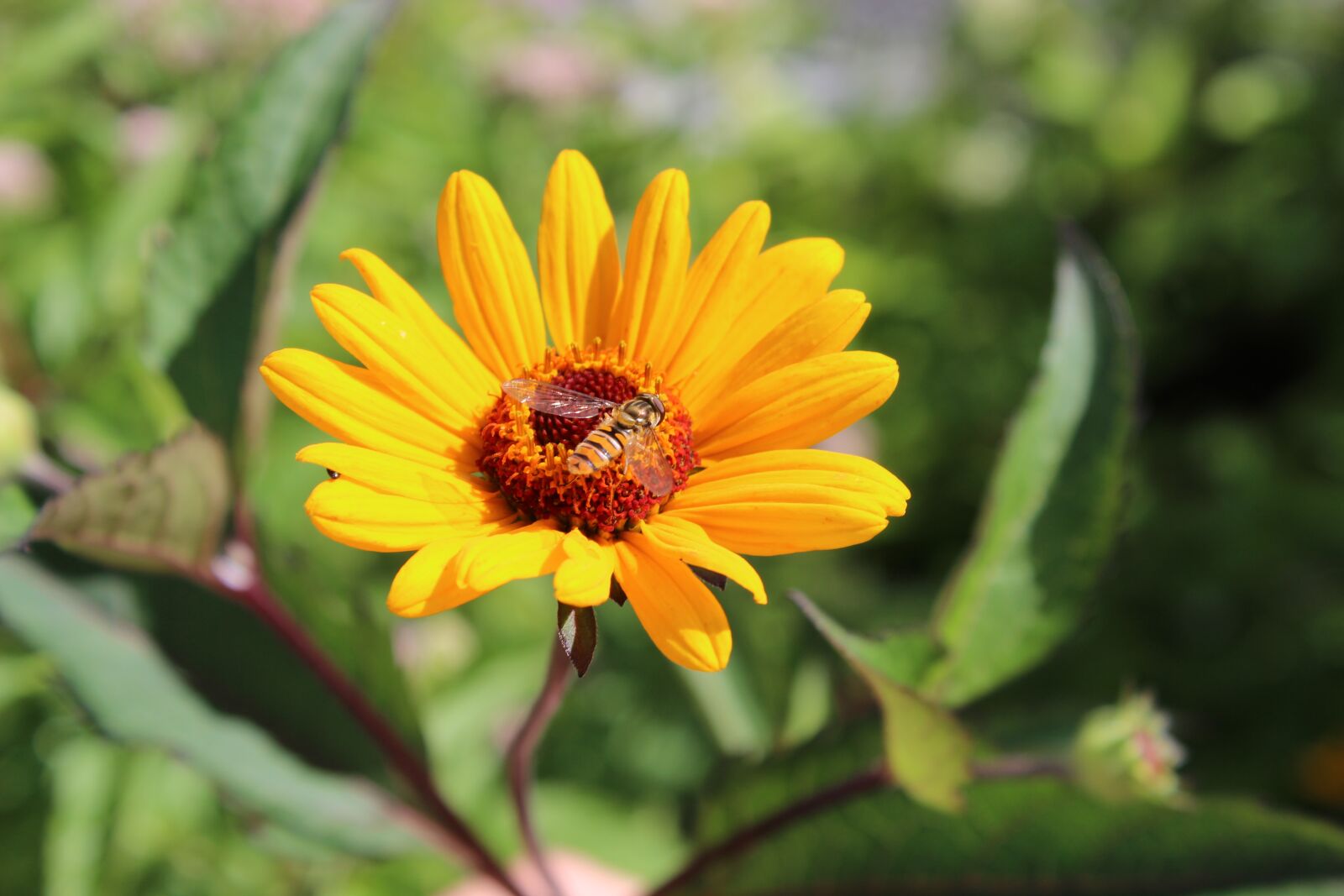 Canon EOS 600D (Rebel EOS T3i / EOS Kiss X5) sample photo. Flower, yellow, bee photography