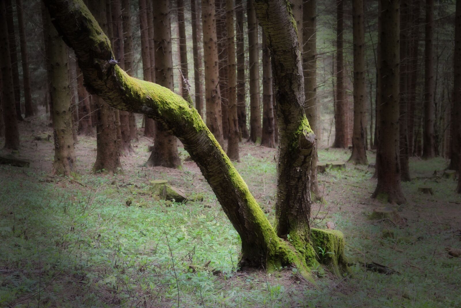 Canon EOS 600D (Rebel EOS T3i / EOS Kiss X5) sample photo. Forest, green, trees photography