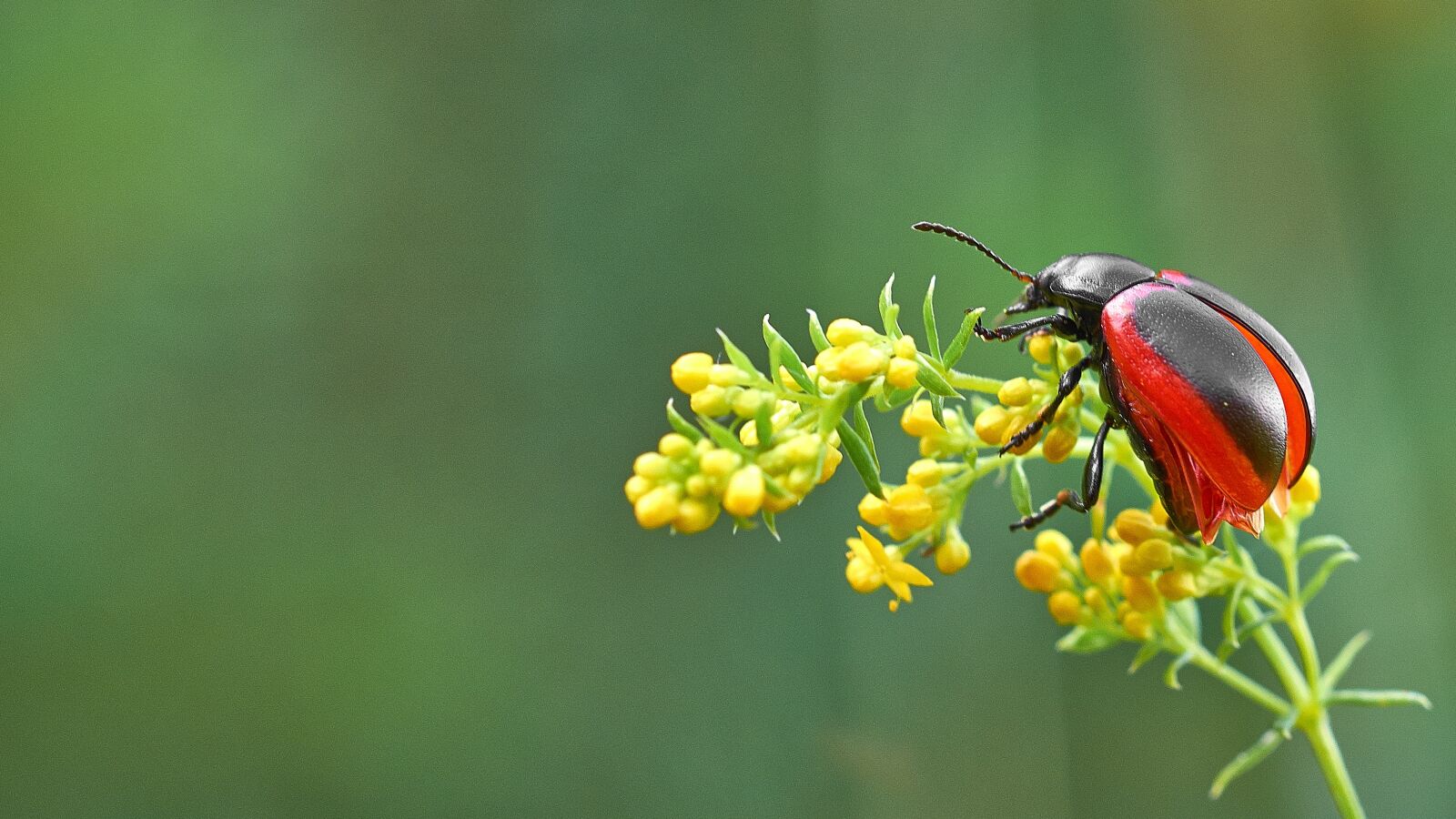 Canon EOS 600D (Rebel EOS T3i / EOS Kiss X5) sample photo. Insect, plant, red photography