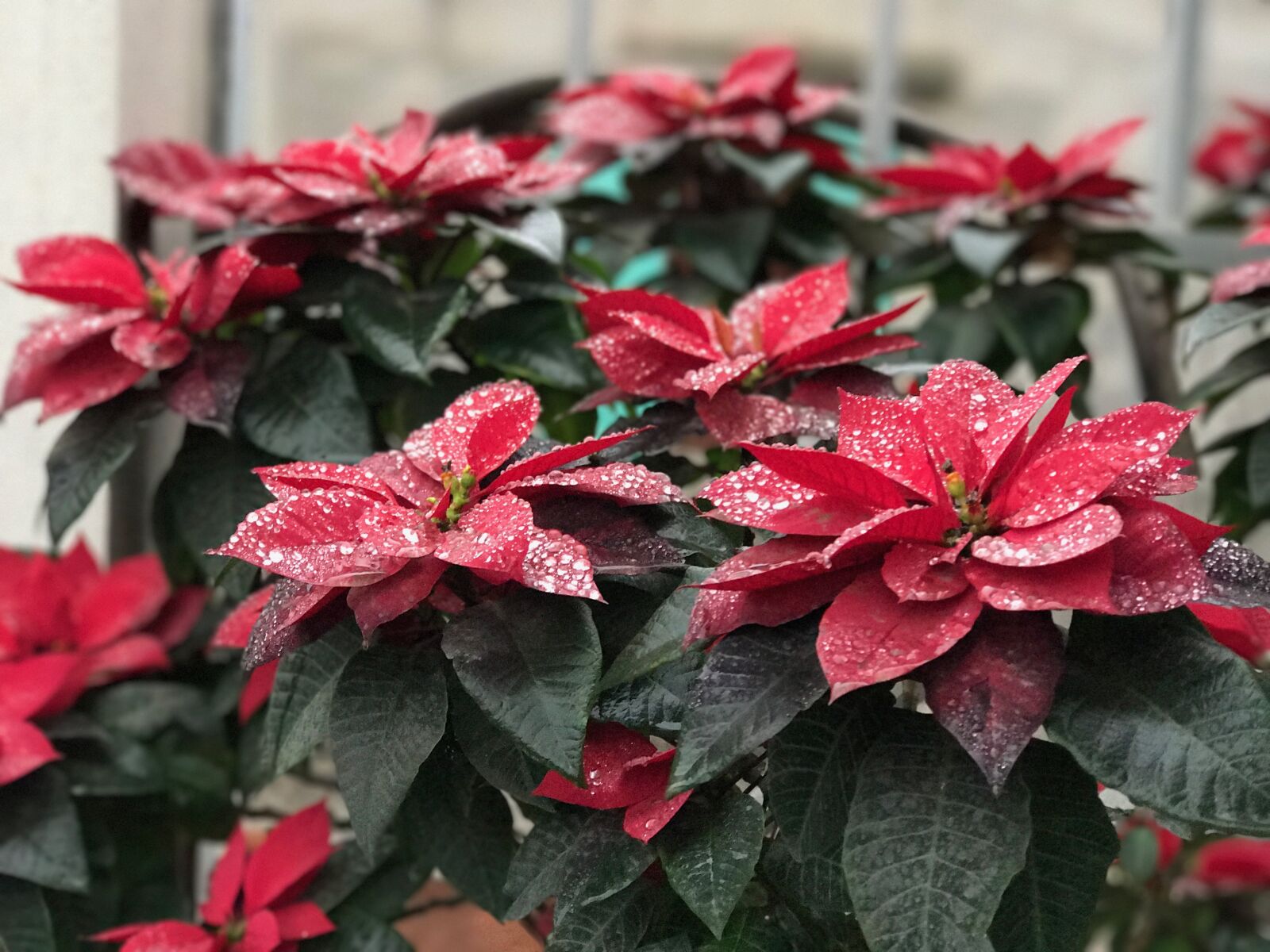 Apple iPhone 7 Plus sample photo. Red leaves, dew, red photography