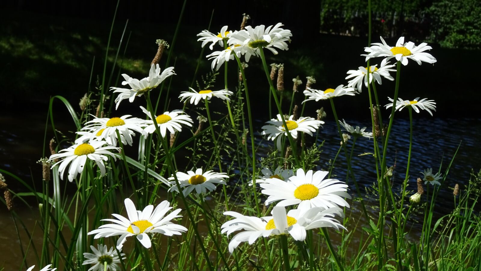 Sony DSC-HX60 sample photo. Daisy, white, flowers photography