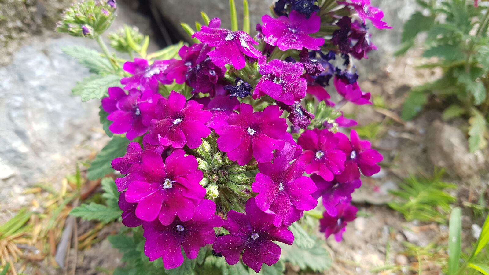 Samsung Galaxy S7 sample photo. Purple flowers, purple, flowers photography
