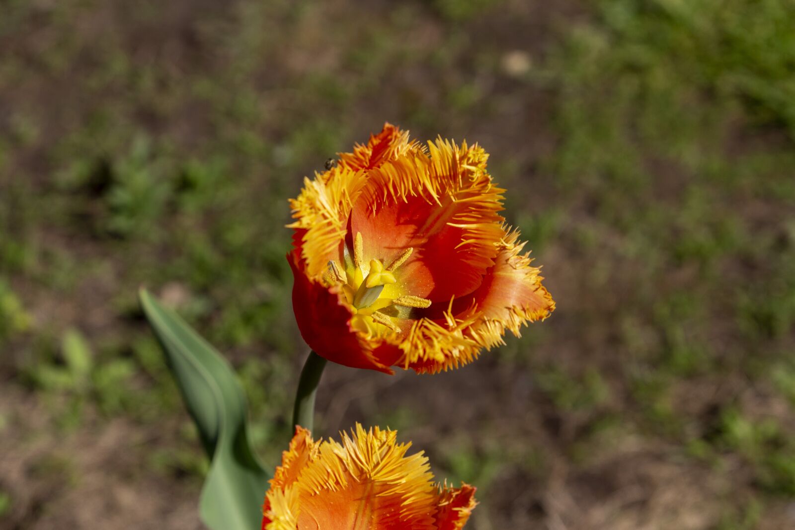 Canon EOS 60D sample photo. Tulip, may, spring photography
