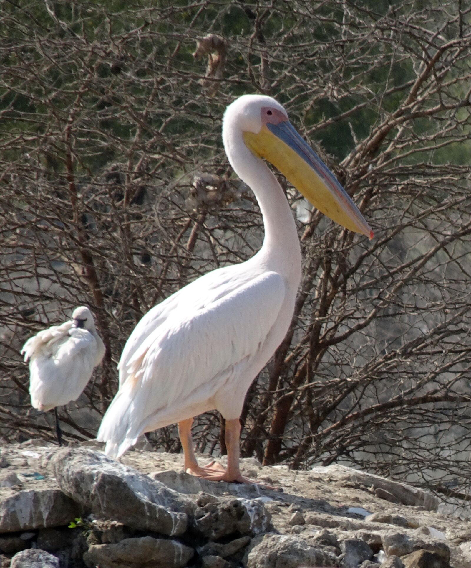 Sony Cyber-shot DSC-HX90V sample photo. Bird, great white pelican photography