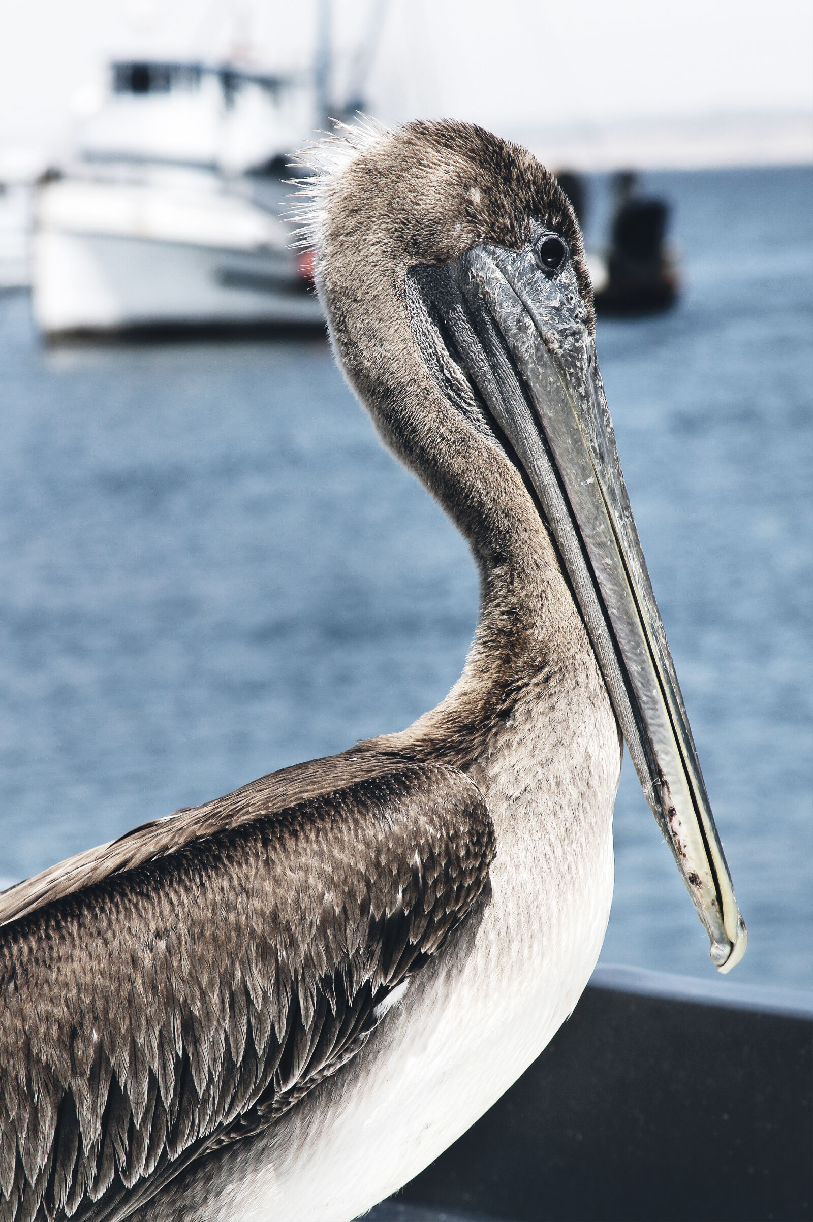 Canon EF 28-135mm F3.5-5.6 IS USM sample photo. Close, up, of, pelican photography