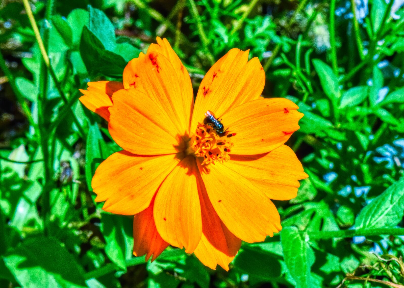 Nikon D3300 sample photo. Orange, flower, bee photography
