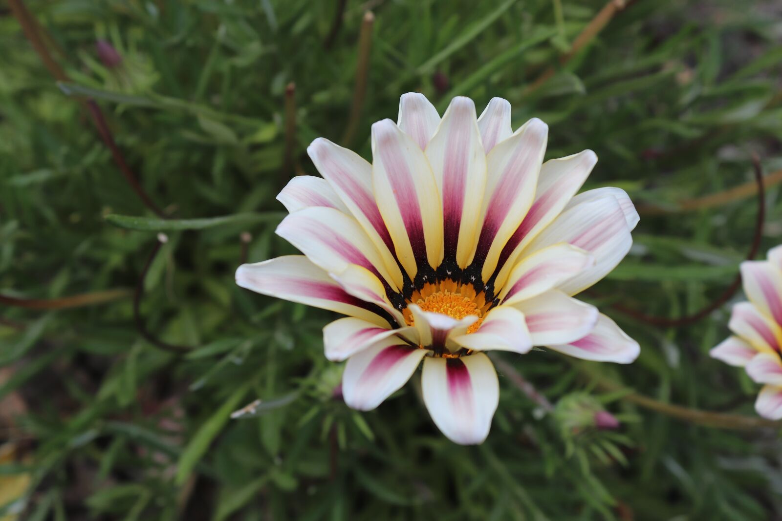 Canon EOS 200D (EOS Rebel SL2 / EOS Kiss X9) sample photo. Flower, colorful, nature photography
