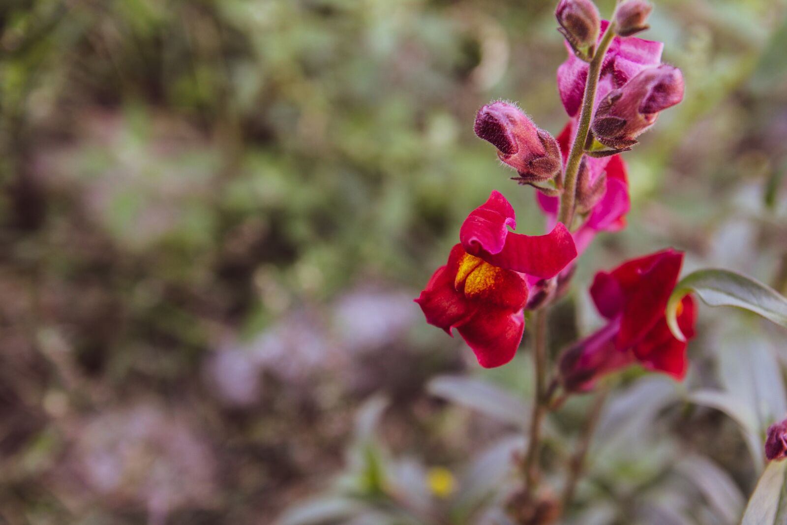 Tamron SP AF 17-50mm F2.8 XR Di II LD Aspherical (IF) sample photo. Snapdragon, flower, nature photography