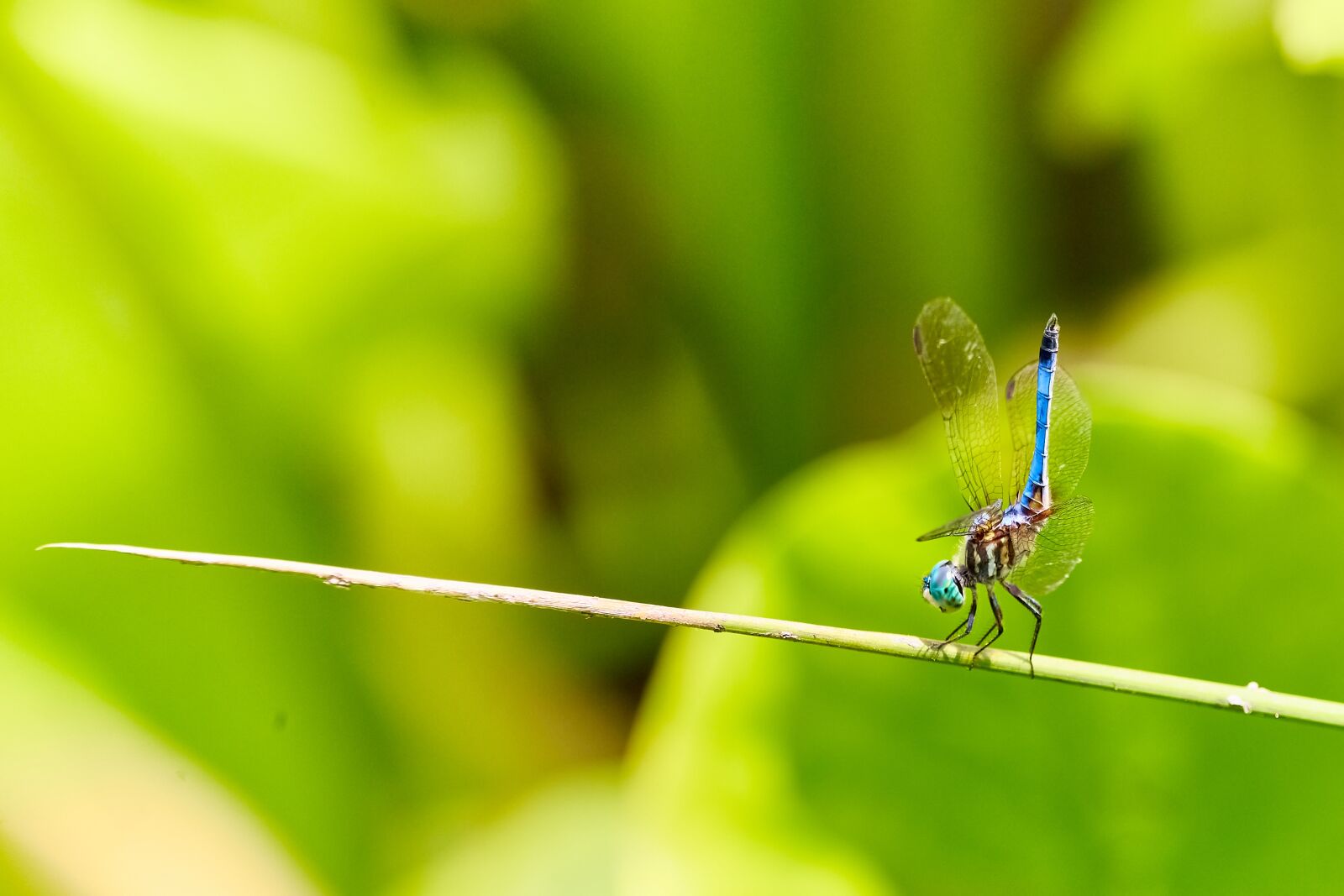 Sigma 150-600mm F5-6.3 DG OS HSM | C sample photo. Dragonfly, stick, nature photography