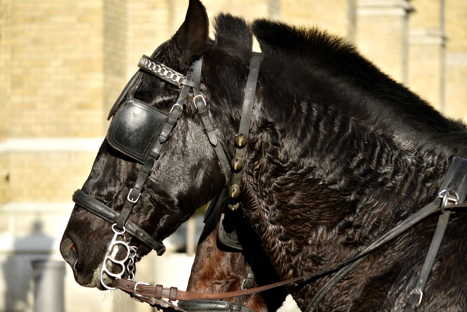 Nikon D5500 sample photo. Black, harness, head, side photography