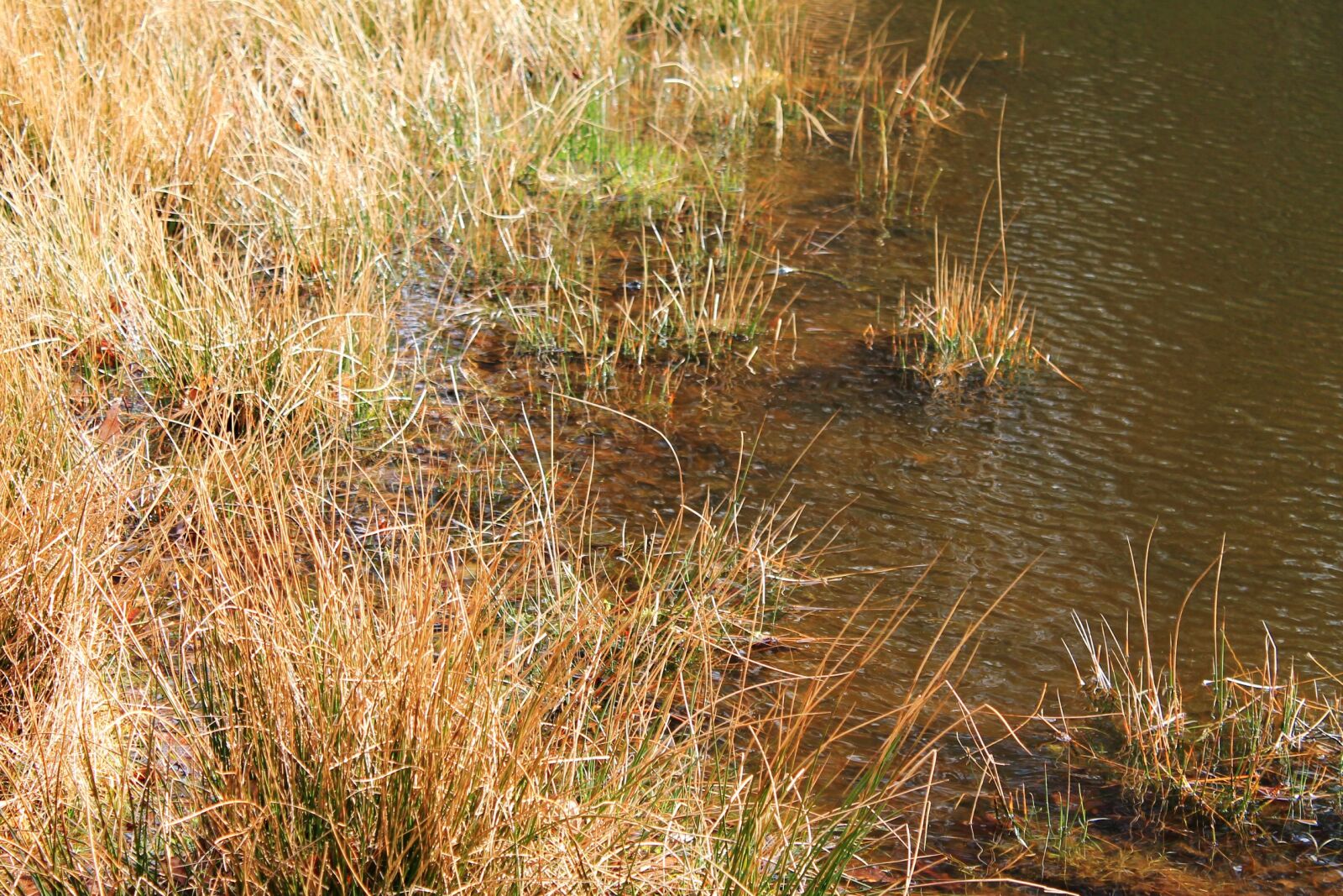 Canon EOS 1100D (EOS Rebel T3 / EOS Kiss X50) sample photo. Reed, bank, lake photography