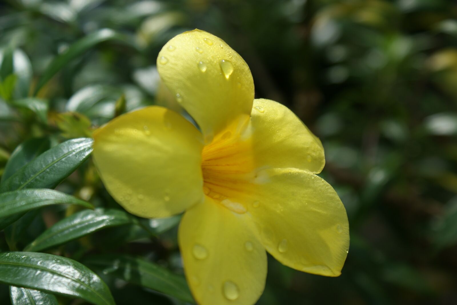 Sony Alpha DSLR-A350 sample photo. Flower, yellow, floral photography
