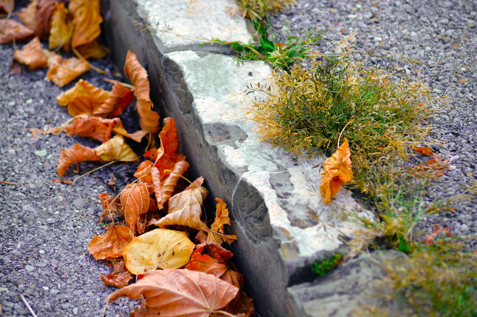 Nikon D3200 sample photo. Curb, roadside, leaves photography
