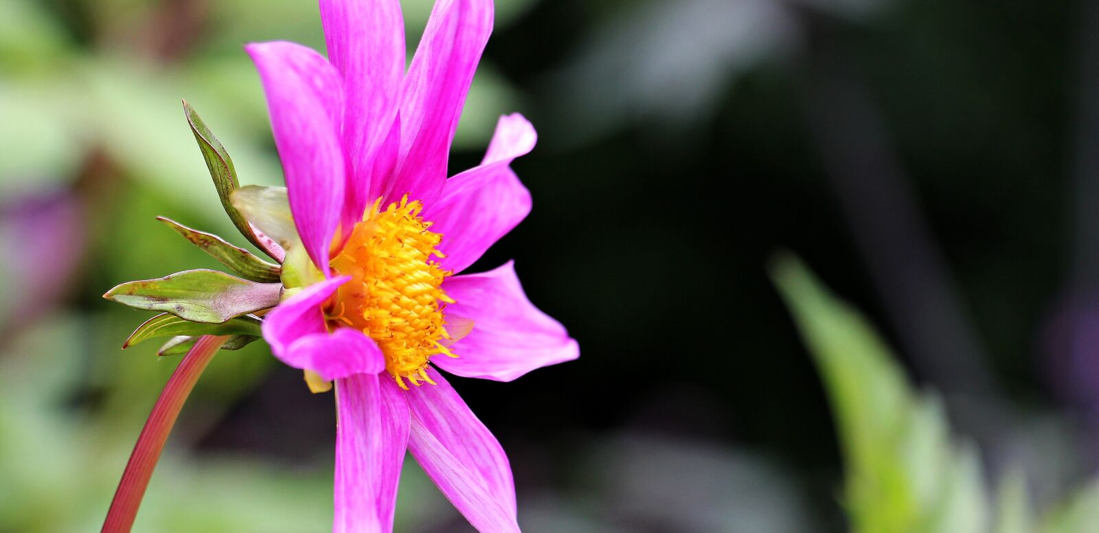 Canon EOS 550D (EOS Rebel T2i / EOS Kiss X4) sample photo. Sterndahlie, dahlia, georgine photography