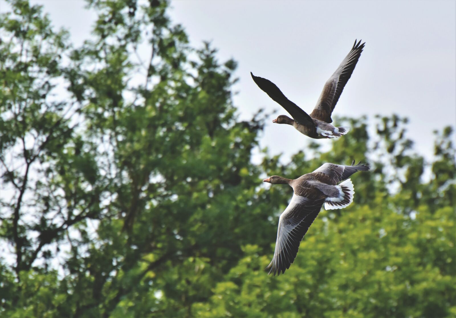 Nikon D7200 sample photo. Wild geese, grey geese photography