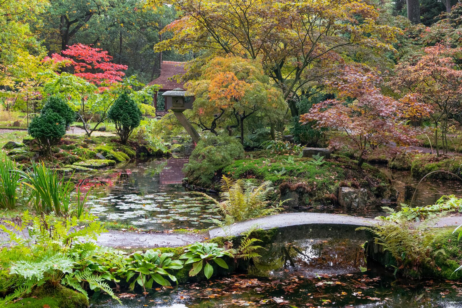 Nikon D500 sample photo. Nature, autumn, forest photography