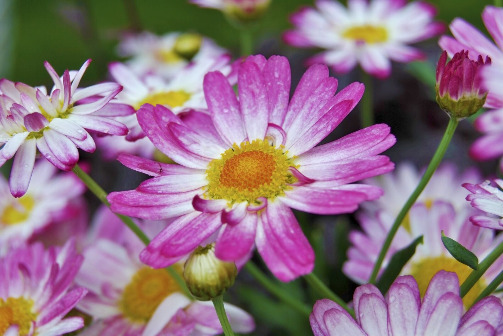 Nikon D3000 sample photo. Purple, plant, close up photography