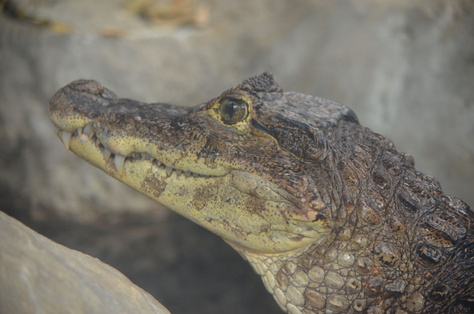 Nikon D5100 sample photo. Crocodile, caiman, young photography