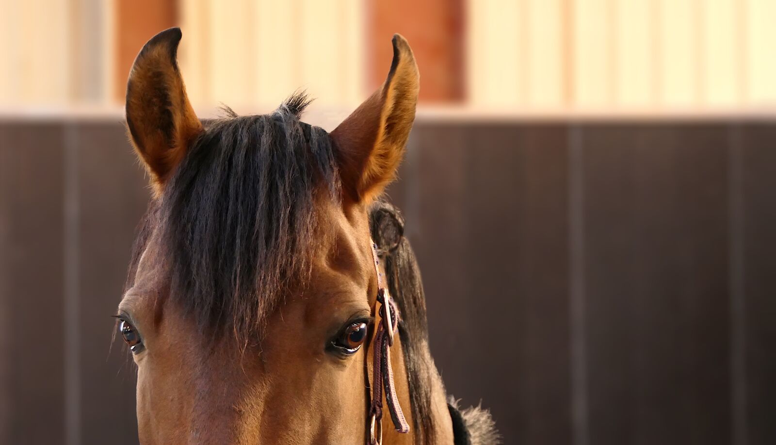Panasonic Lumix DMC-FZ2500 (Lumix DMC-FZ2000) sample photo. Horse, portrait, ears photography