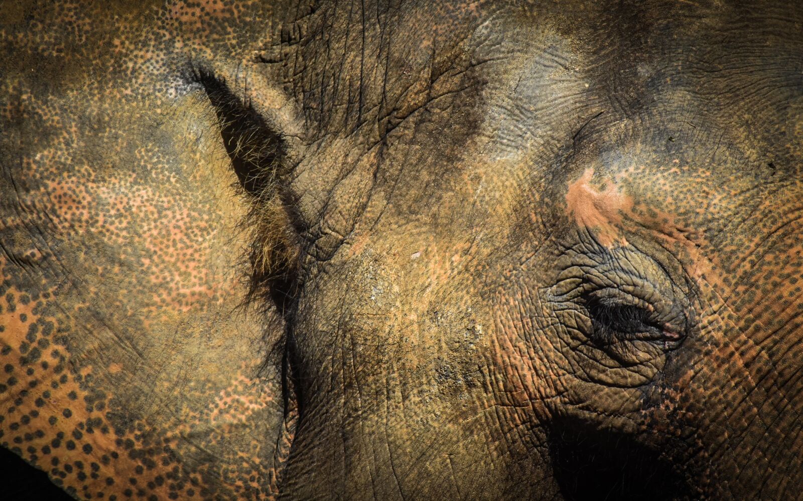 Nikon D7200 sample photo. Elephant, animal, zoo photography