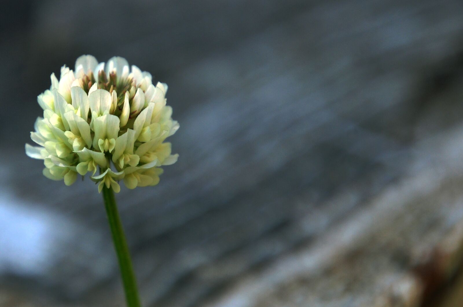 Nikon D7000 sample photo. Klee, clover, flower photography