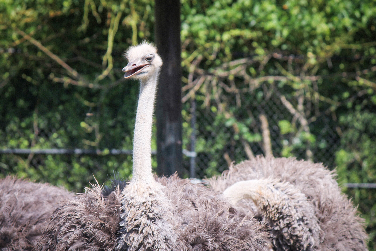 Canon EOS 1100D (EOS Rebel T3 / EOS Kiss X50) + Canon EF-S 55-250mm F4-5.6 IS II sample photo. Animal, bird, nature, ostrich photography