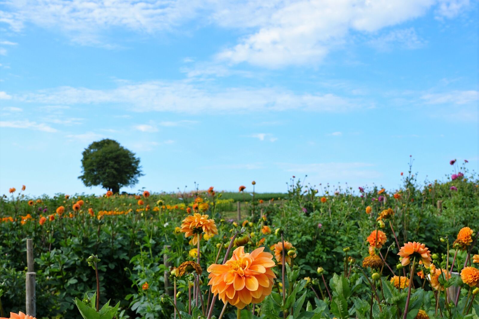 Sony ILCA-77M2 + Sony DT 16-50mm F2.8 SSM sample photo. Meadow, field, garden photography