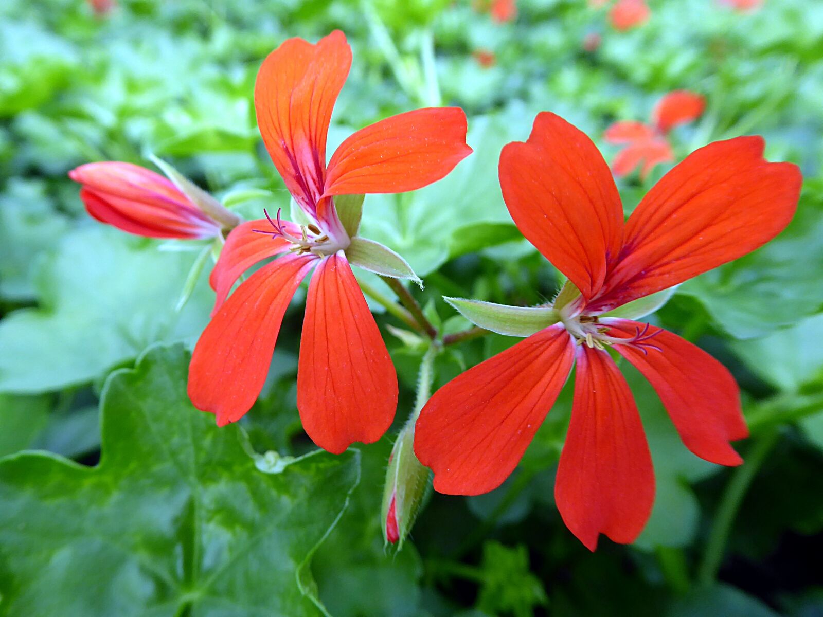 Panasonic Lumix DMC-ZS50 (Lumix DMC-TZ70) sample photo. Geranium, pelargonium, red photography