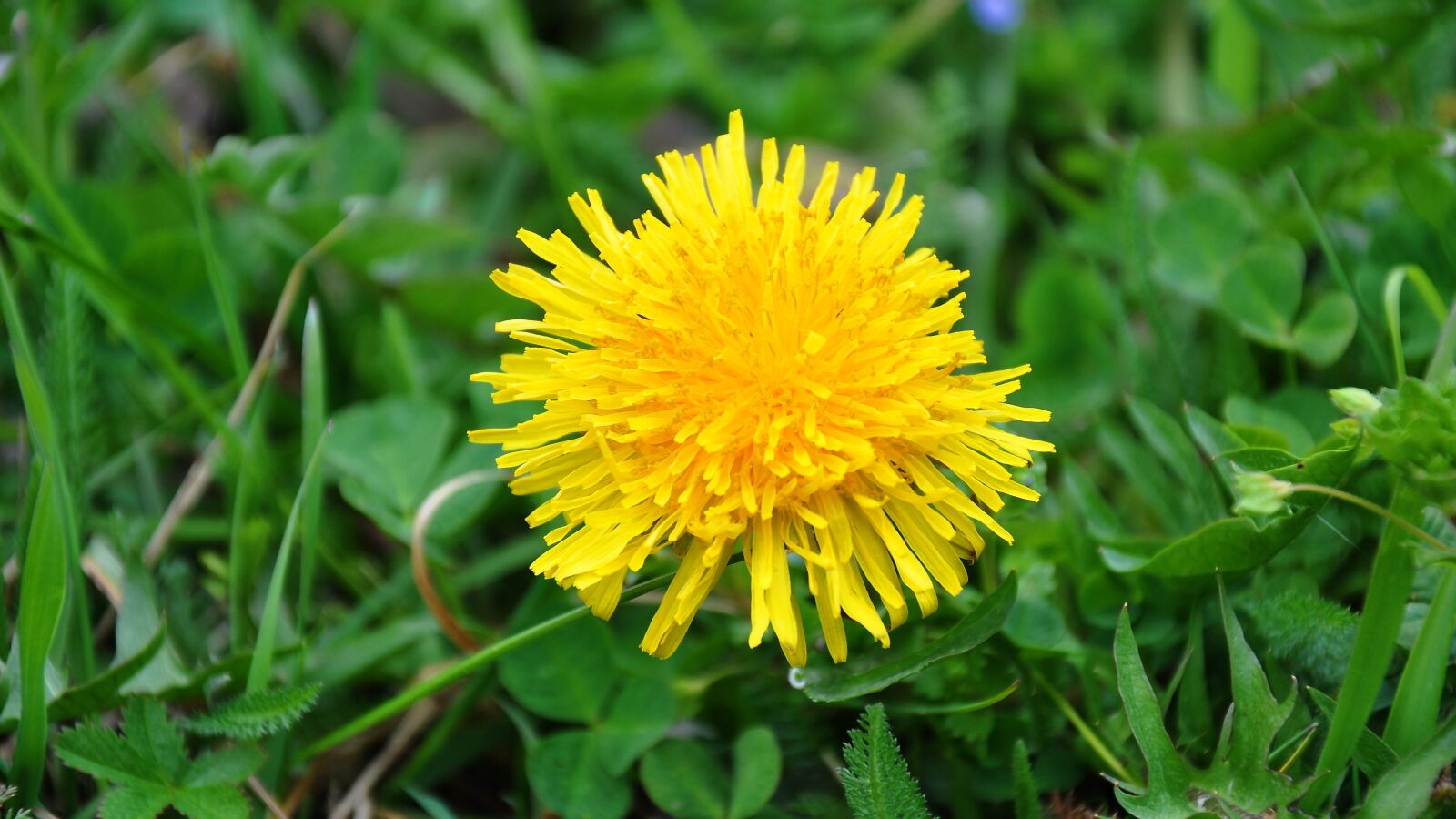 Nikon D90 sample photo. Dandelion, yellow flower, spring photography