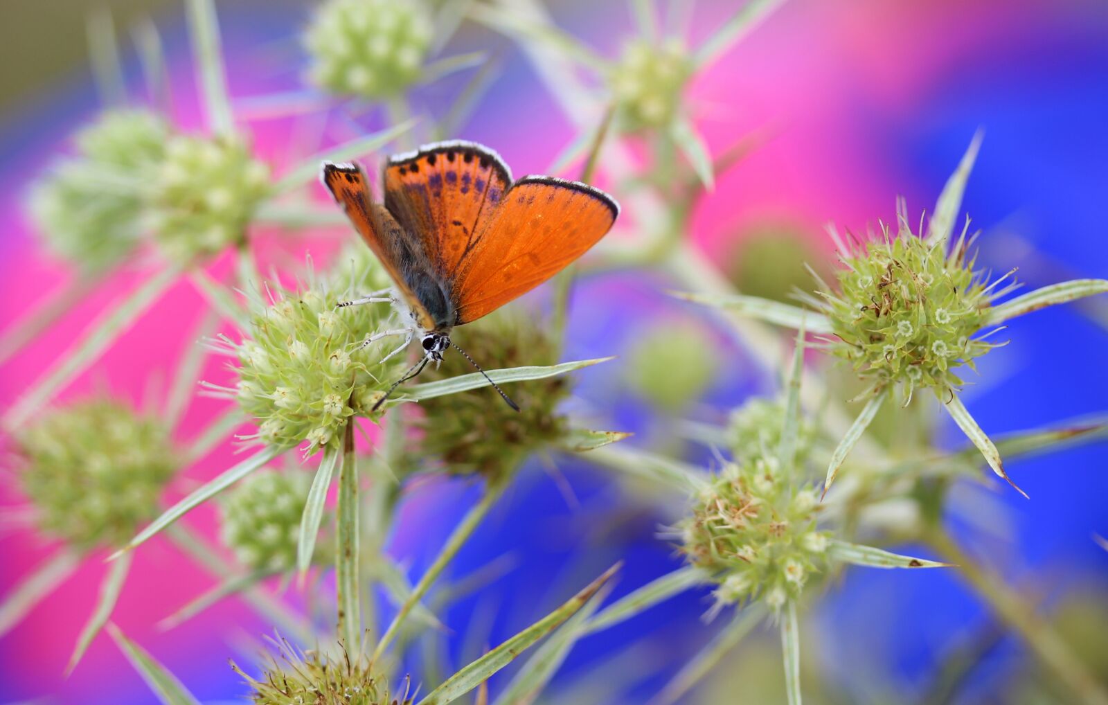 Canon EF-S 60mm F2.8 Macro USM sample photo. Butterfly, red, insecta photography