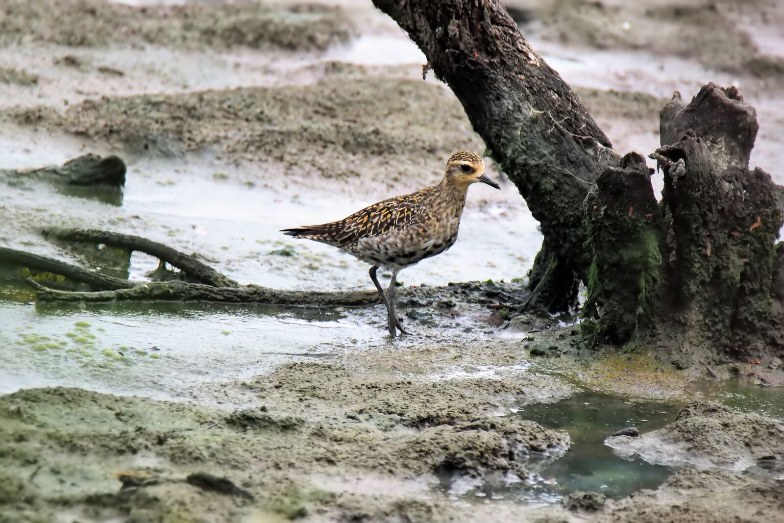 Olympus OM-D E-M1 sample photo. Wild, bird, migratory photography