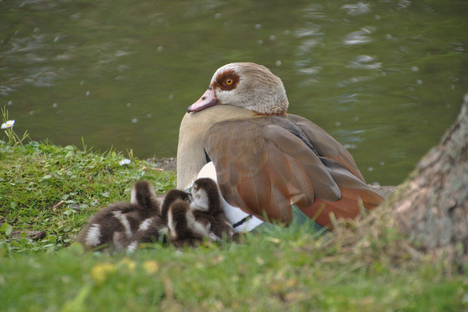 Nikon D5600 sample photo. Goose, nilgans, chicks photography