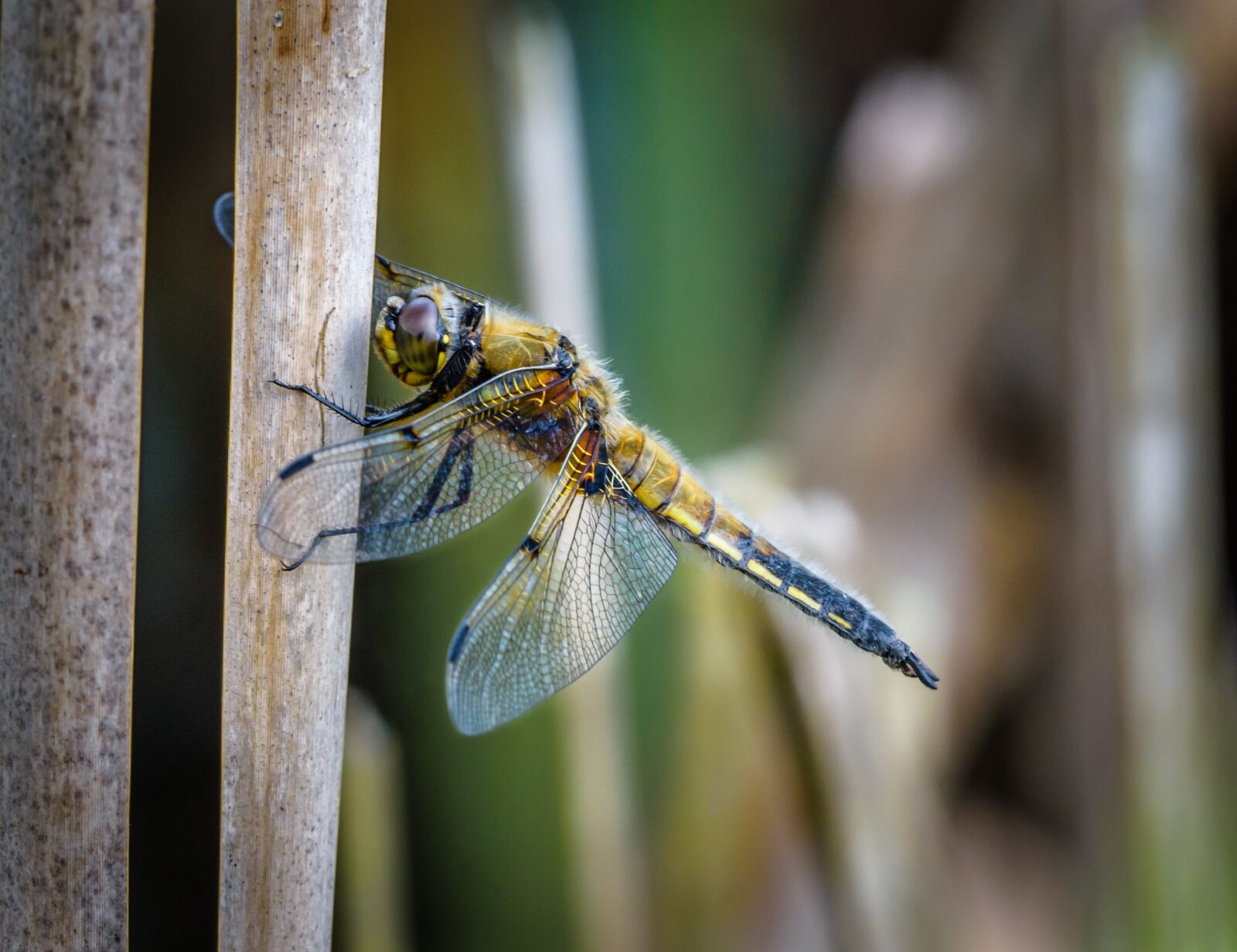 Nikon D7200 sample photo. Dragonfly, insect, nature photography