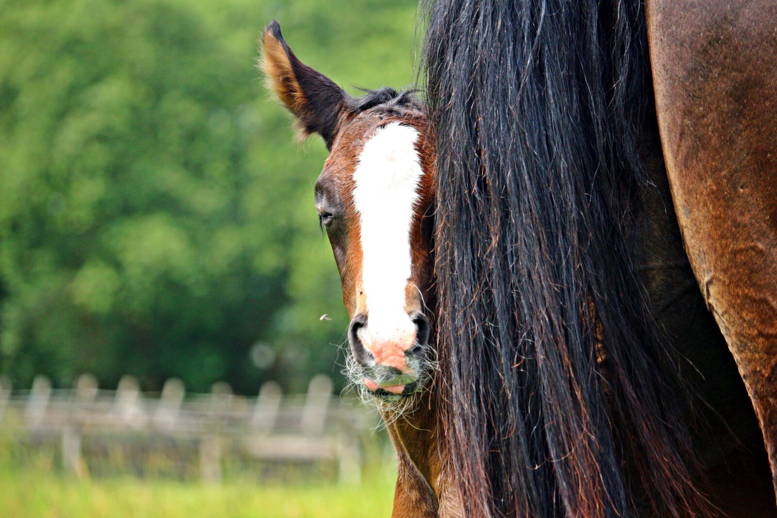 Canon EOS 100D (EOS Rebel SL1 / EOS Kiss X7) sample photo. Foal, horse, tail photography